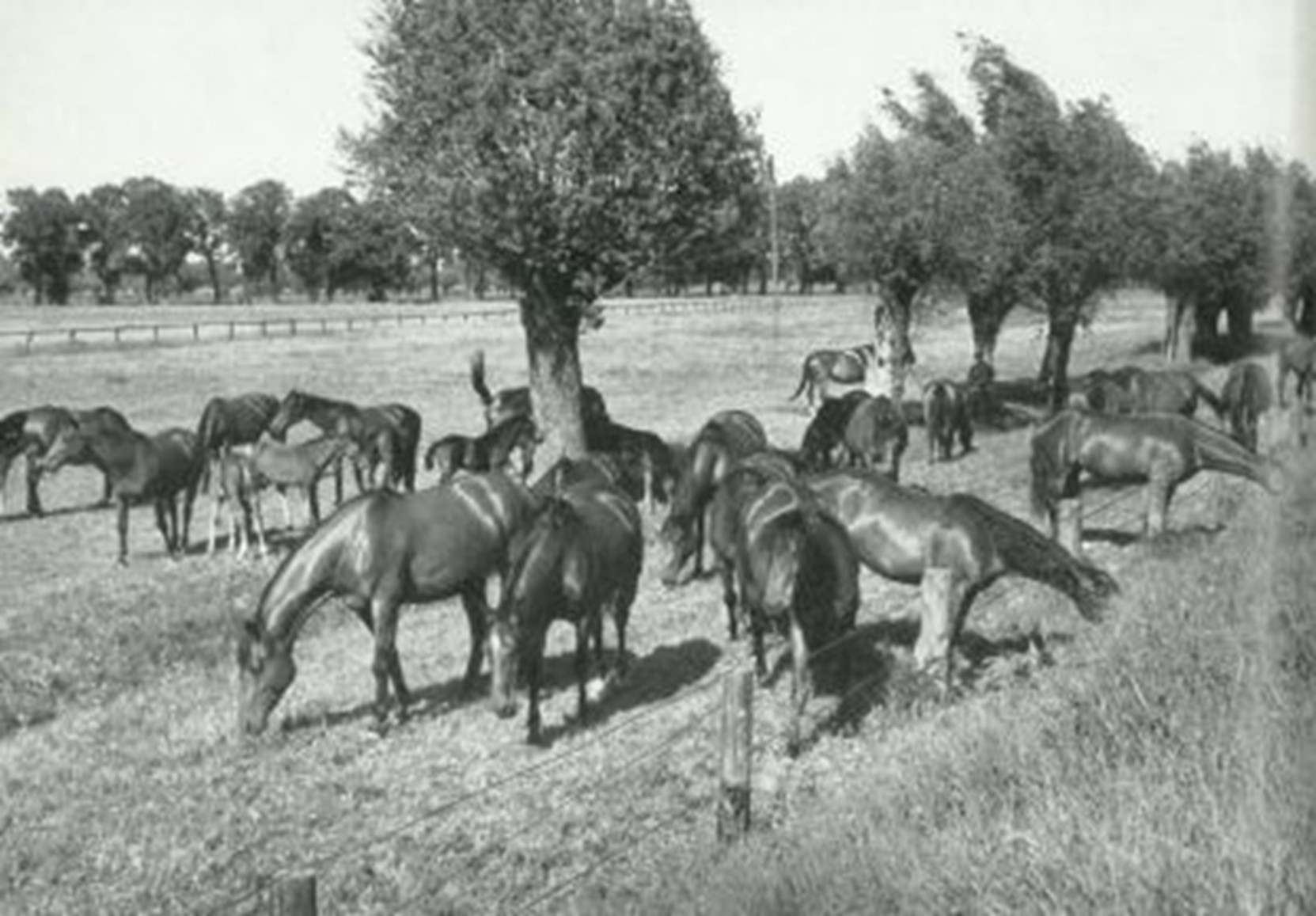 Stuten als Quell&amp;#39; des Zuchtfortschritts - Trakehnen Verein